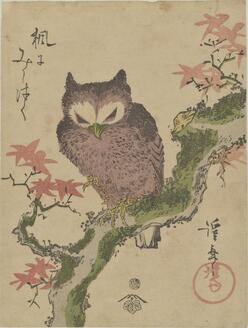 Horned Owl on a Maple Tree