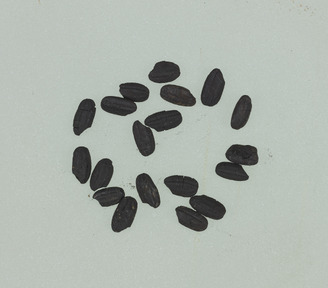 Carbonized Rice Grains