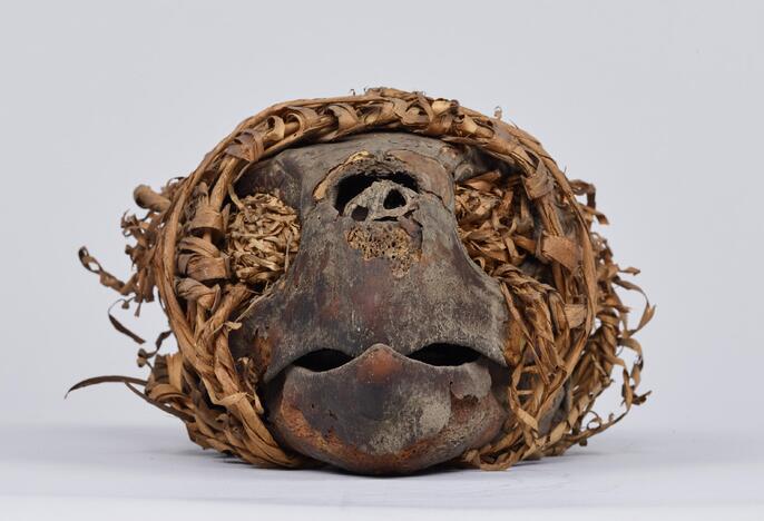 アカウミガメの頭骨、頸椎、クチバシ アカウミガメの頭骨、頸椎、クチバシ