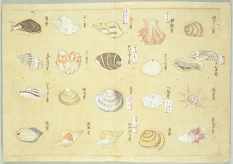 Illustrated Book of Shellfishes