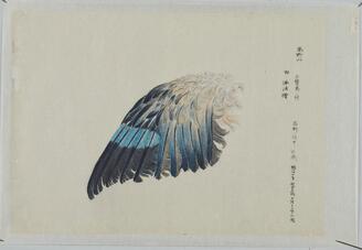 Museum's Illustrated Catalogue of Birds