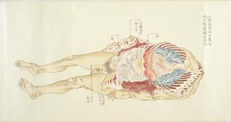 Anatomy of Human Body