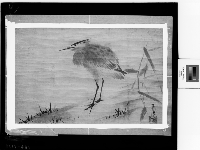 【真作】星陵/柳に鷺図/サギ図/掛軸/名家伝来/AA-845 真作】星陵/柳に鷺図/サギ図/掛軸/名家伝来/AA-845